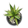 Maceta de Barro Negro mediana con Maguey Jabalí - Image 2