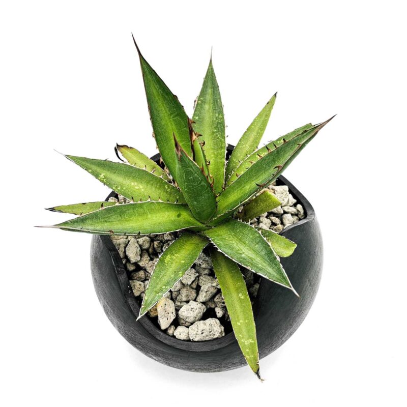 Maceta de Barro Negro mediana con Maguey Jabalí - Image 2