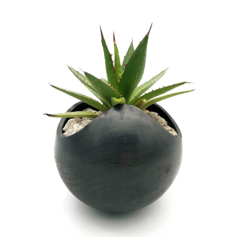Maceta de Barro Negro mediana con Maguey Jabalí - Image 3