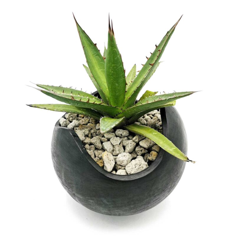 Maceta de Barro Negro mediana con Maguey Jabalí