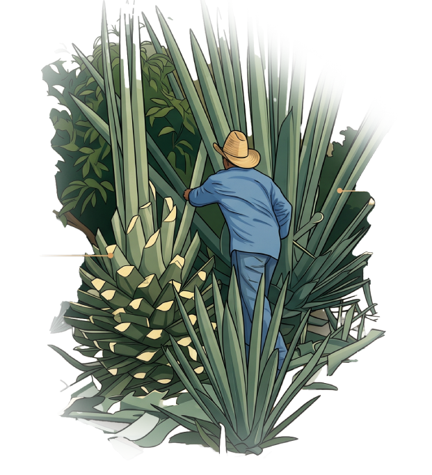 maguey arroqueño ilustracion