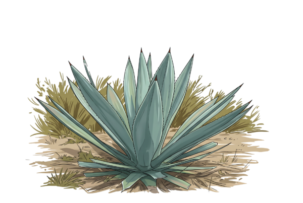 ilustracion maguey coyote