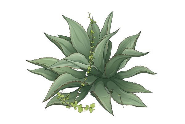 ilustracion maguey tepeztate