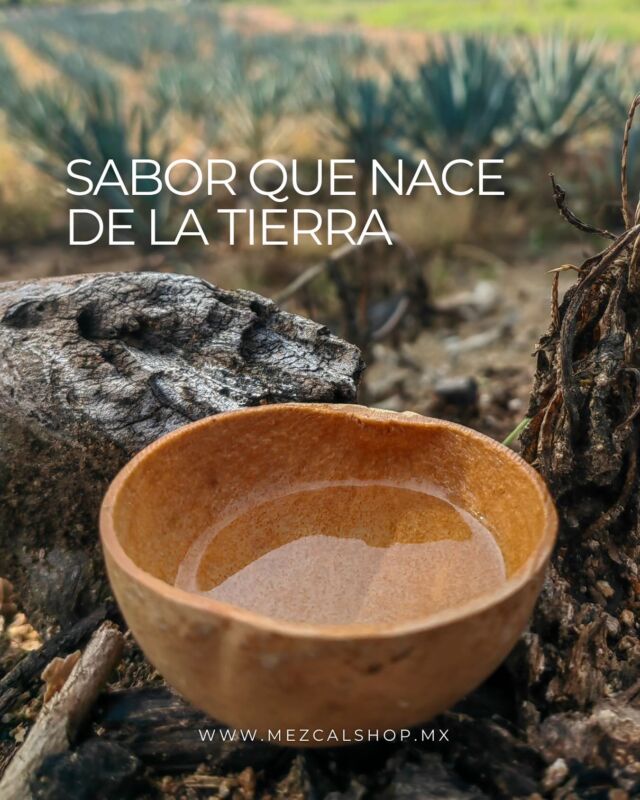 Desde el corazón del maguey, hasta tu copa 
El mezcal es tierra, fuego y memoria liquida 
👉 ¡Compra ahora y vive una experiencia única!  
🔗  mezcalshop.mx 
#mezcalshop #mezcal #oaxaca #mezcalería #agave #cocktails #mixology #mezcalartesanal #mezcallover #mezcalito #mezcaleria #oaxacamexico #oaxacacity  #oaxacalove